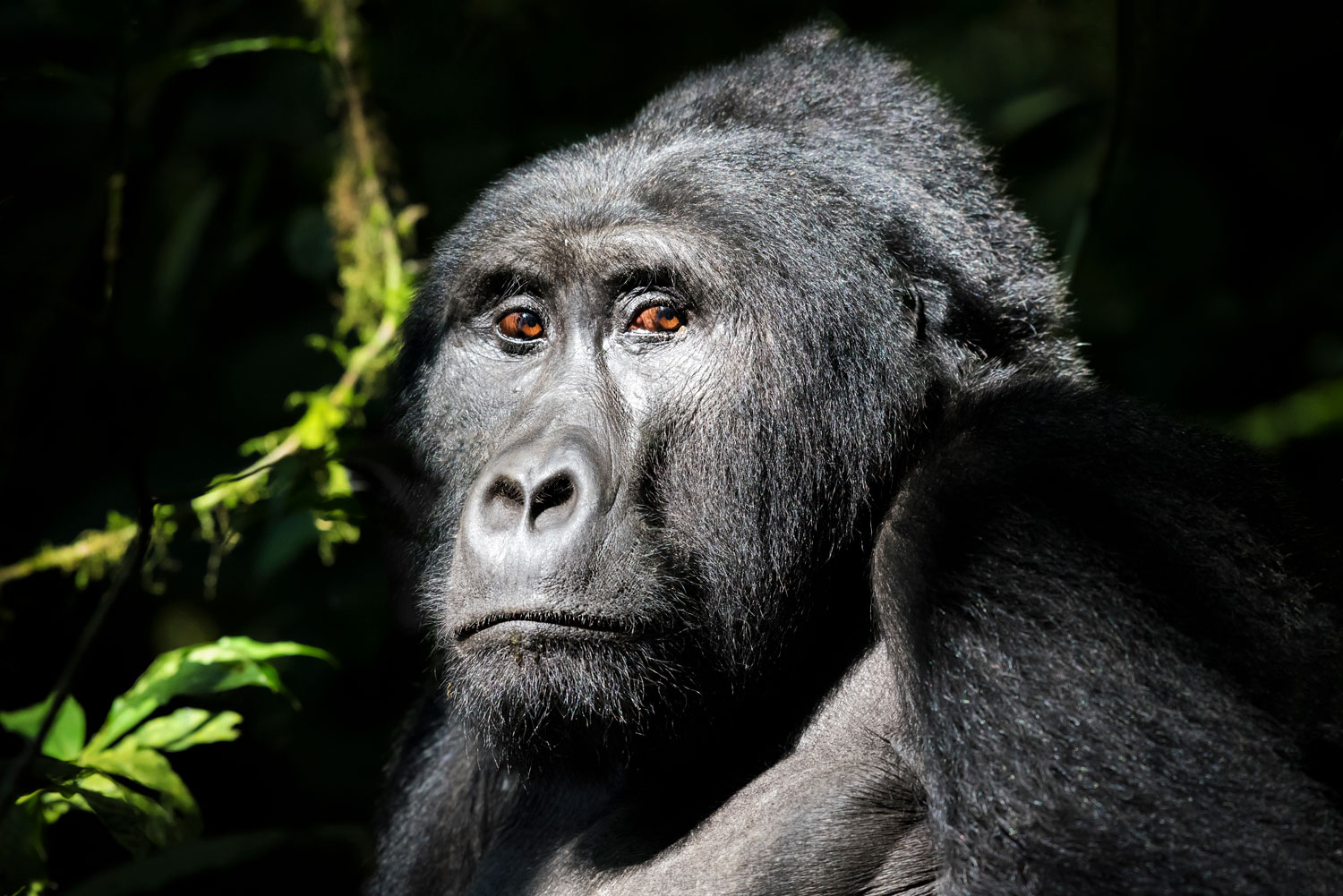 Wild mountain gorilla in Volcanoes National Park Rwanda
