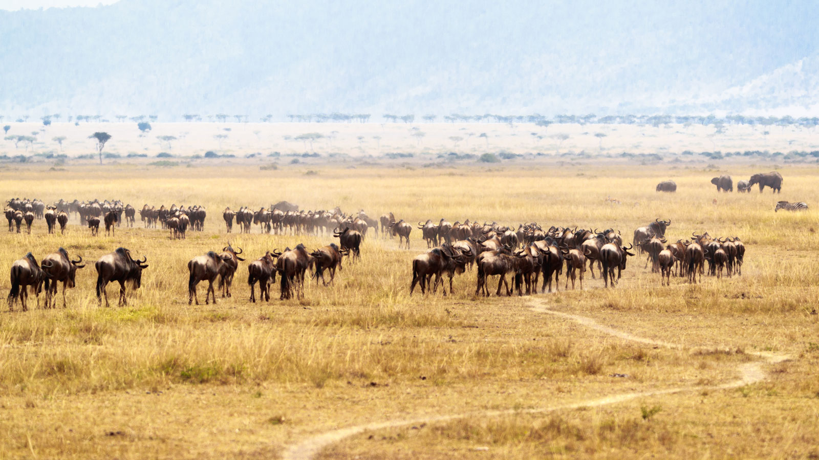 Wildebeest herd moving south into central Serengeti savannah