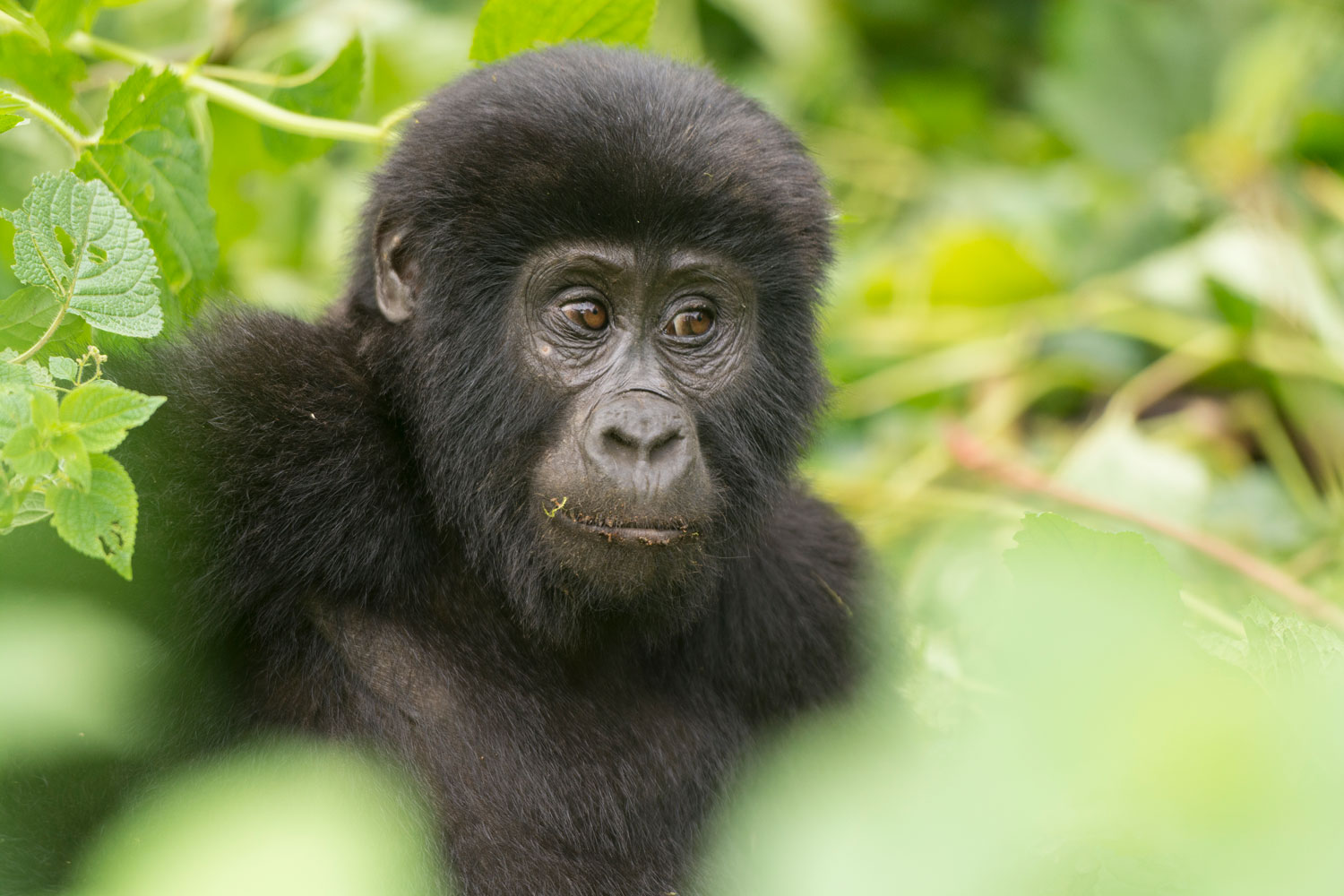 Young gorilla exploring the lush tropical undergrowth in Rwanda