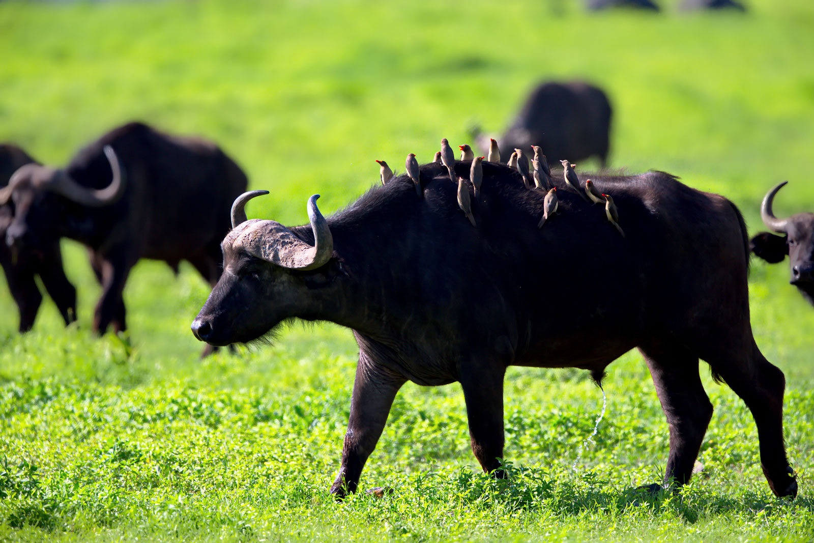 African wildlife in Maasai Mara grasslands