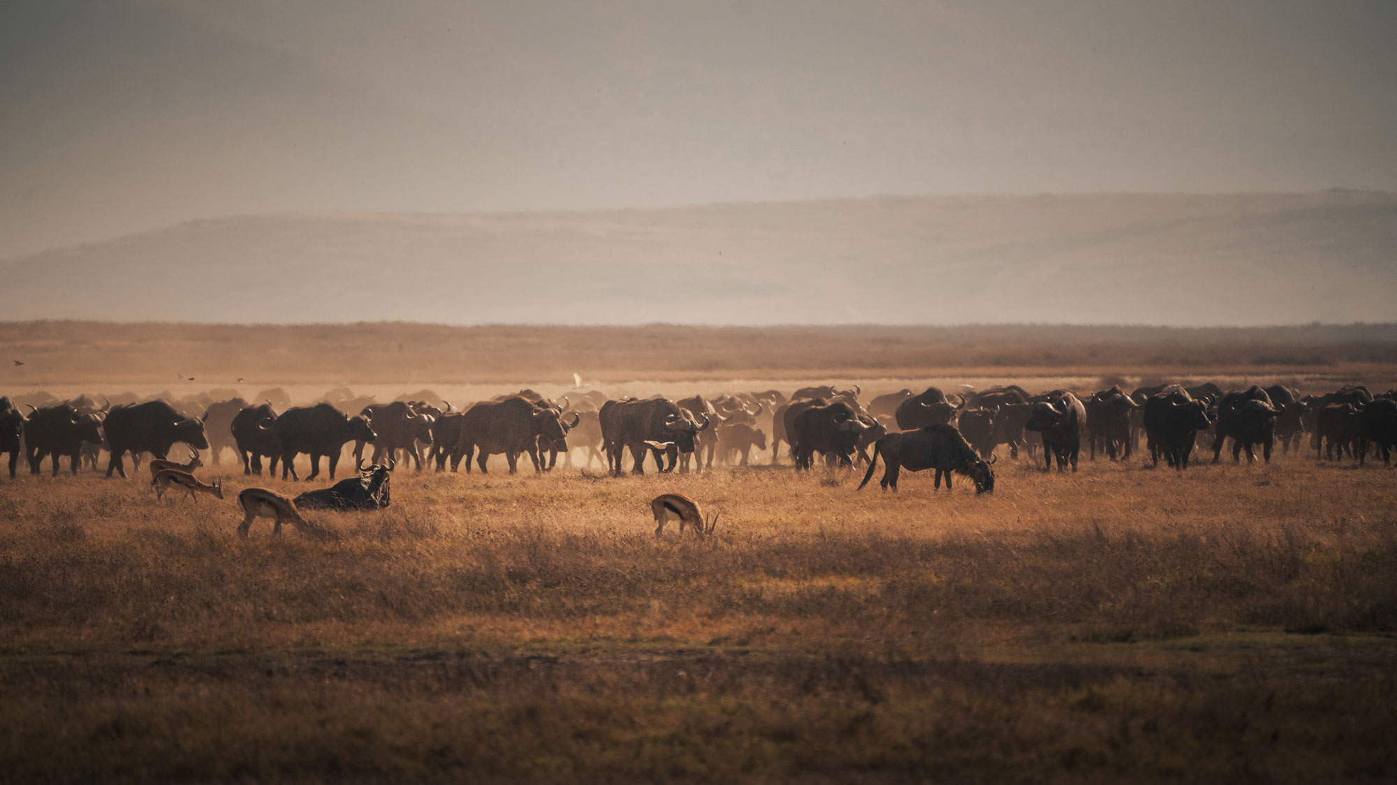African buffaloes and gazelles grazing in Serengeti plains