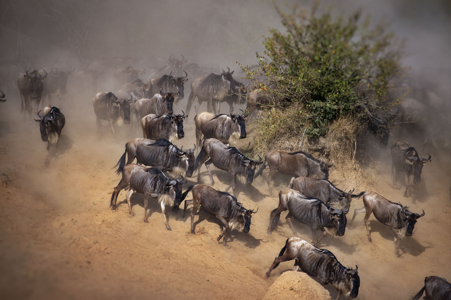 Vast herds of wildebeest spread across the Northern Serengeti plains
