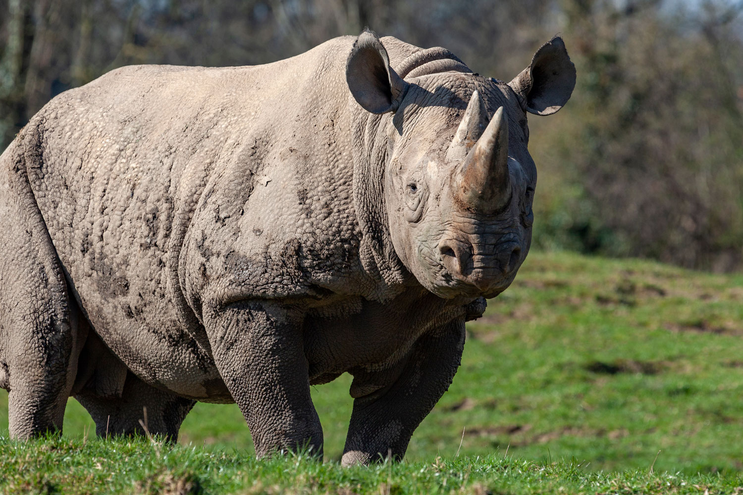 African wildlife in Lewa Wildlife Conservancy Laikipia