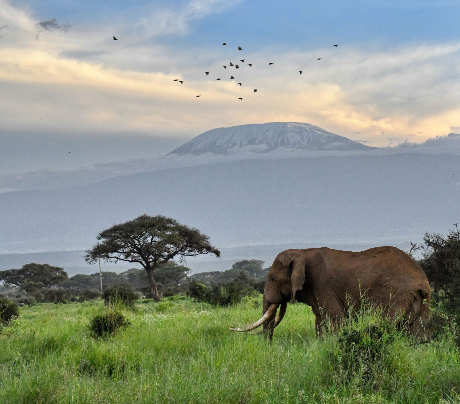Elephants grazing in Amboseli plains with distant mountains