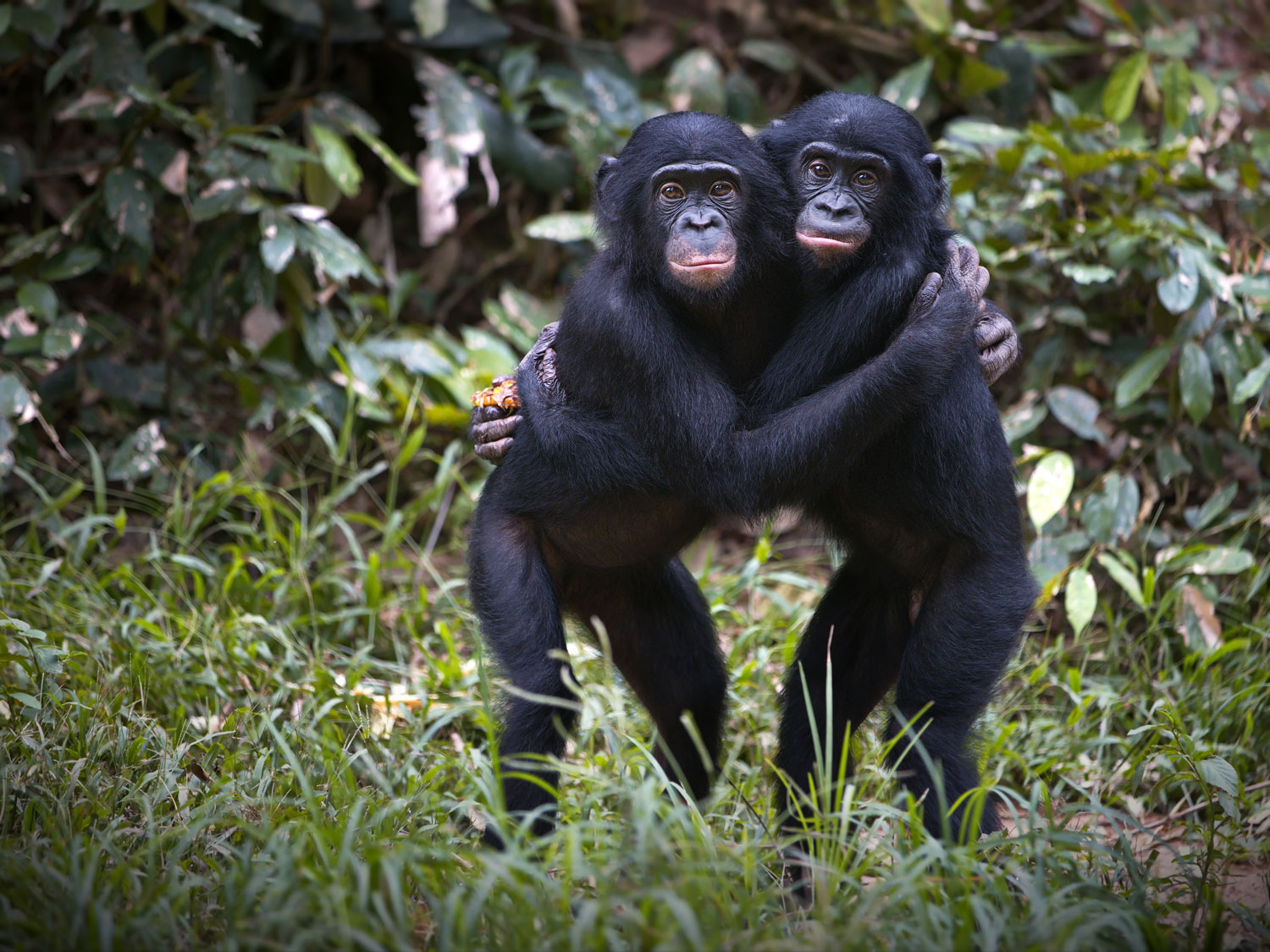 Habituated chimpanzee troops in Nyungwe Forest