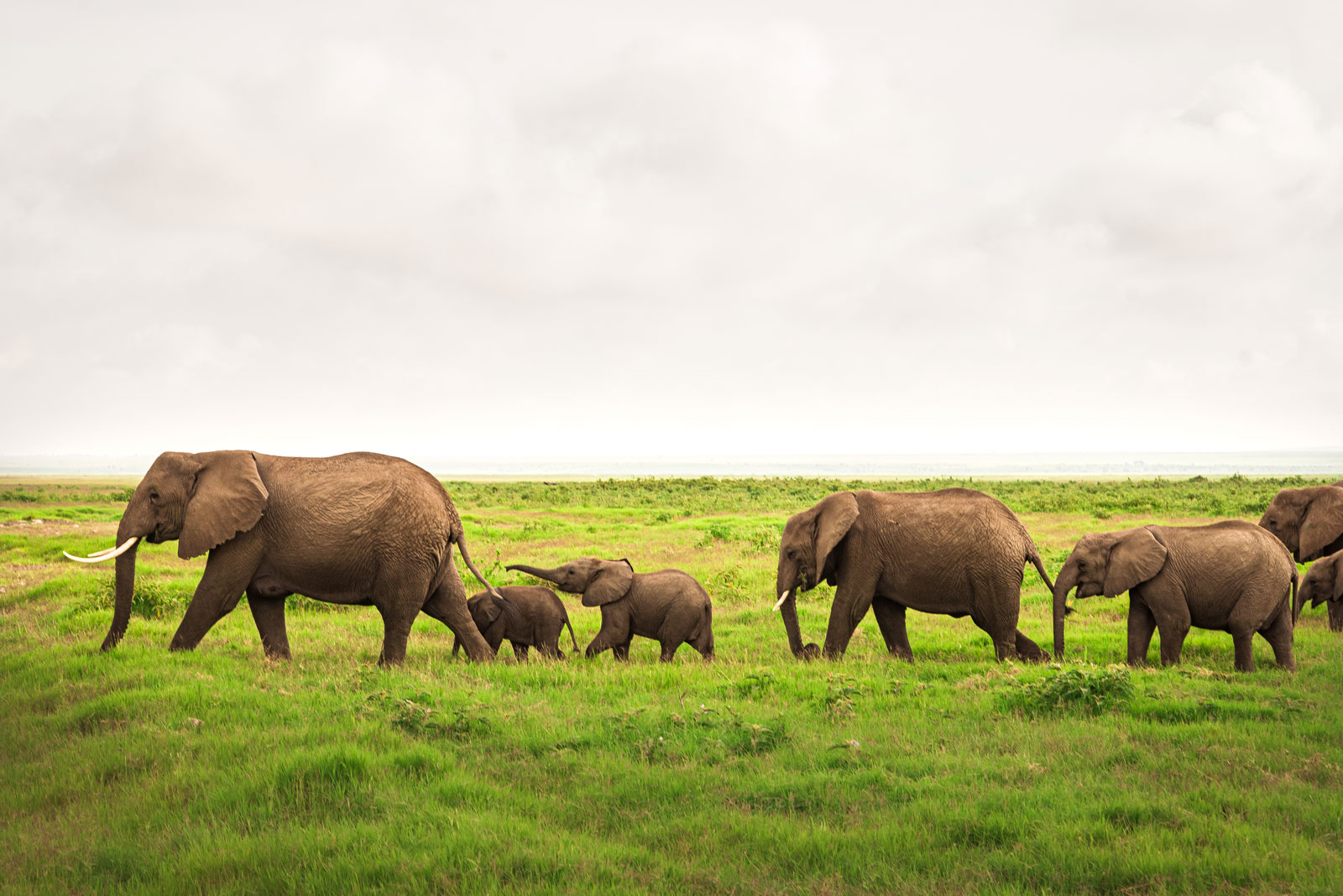 Ngorongoro Crater floor elephant family and wildlife