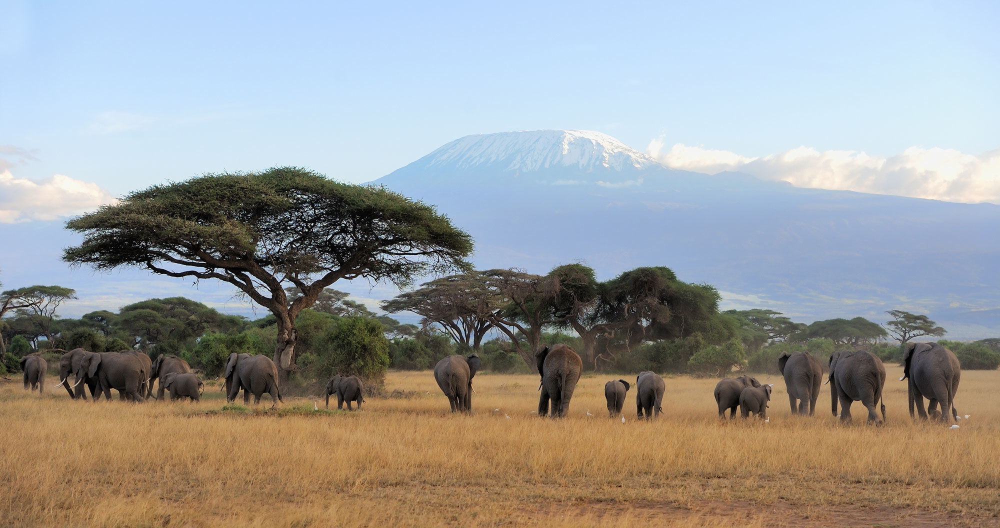 Elephants grazing in the open plains with distant mountains