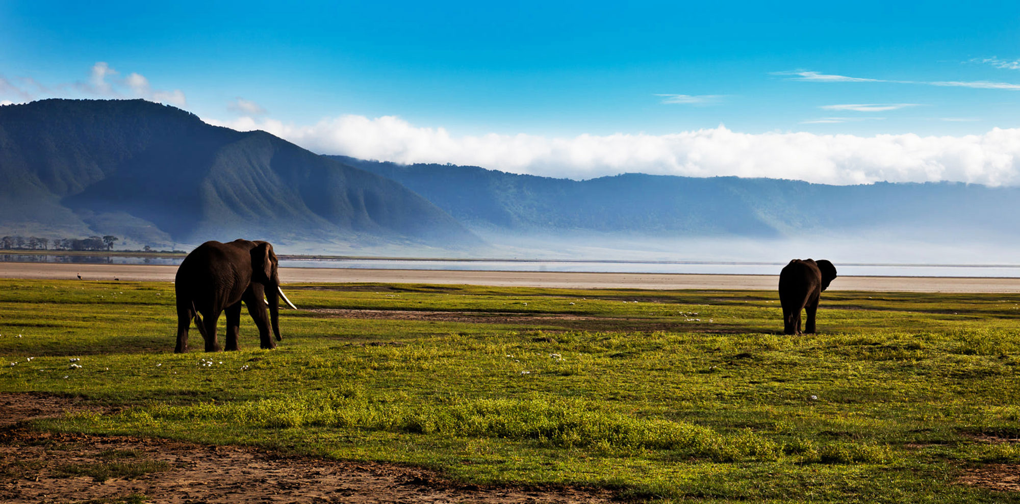 Elephants roaming freely in Serengeti grasslands