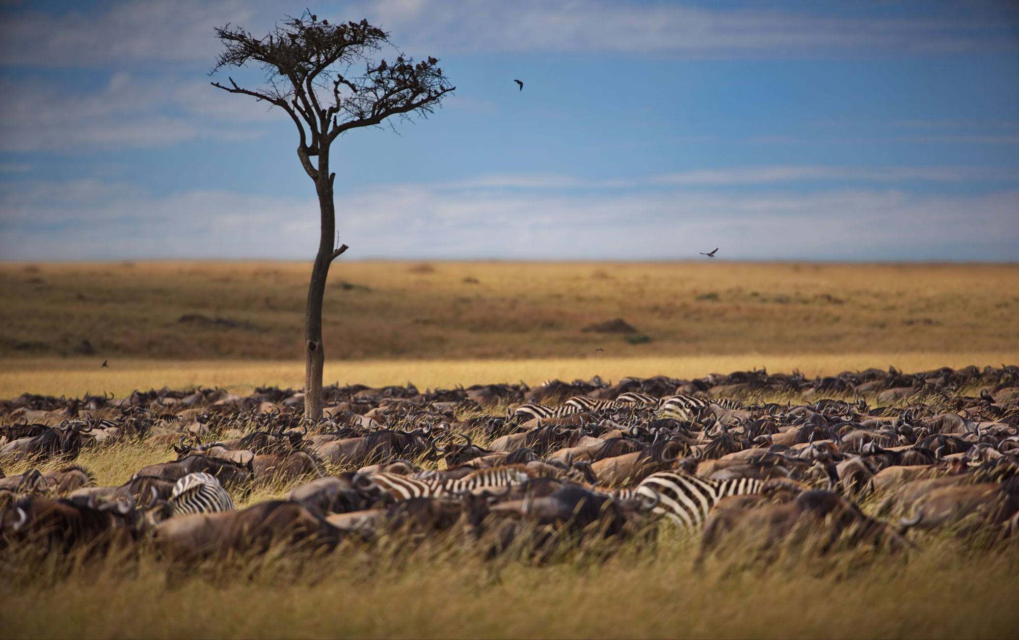 Group of animals migrating along the Mara River migration corridors