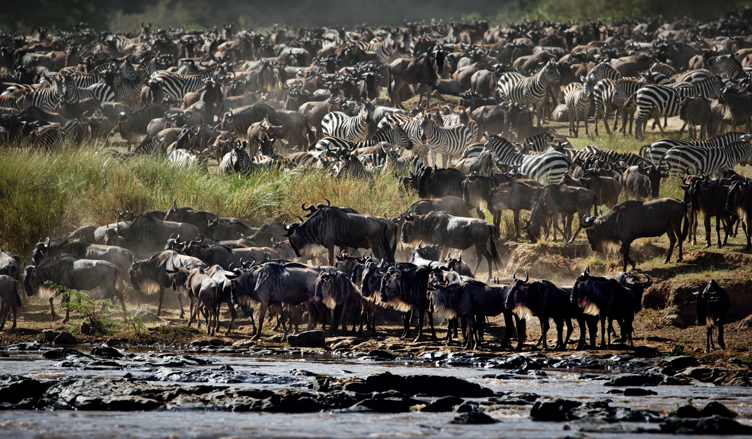 Group of buffaloes in Laikipia