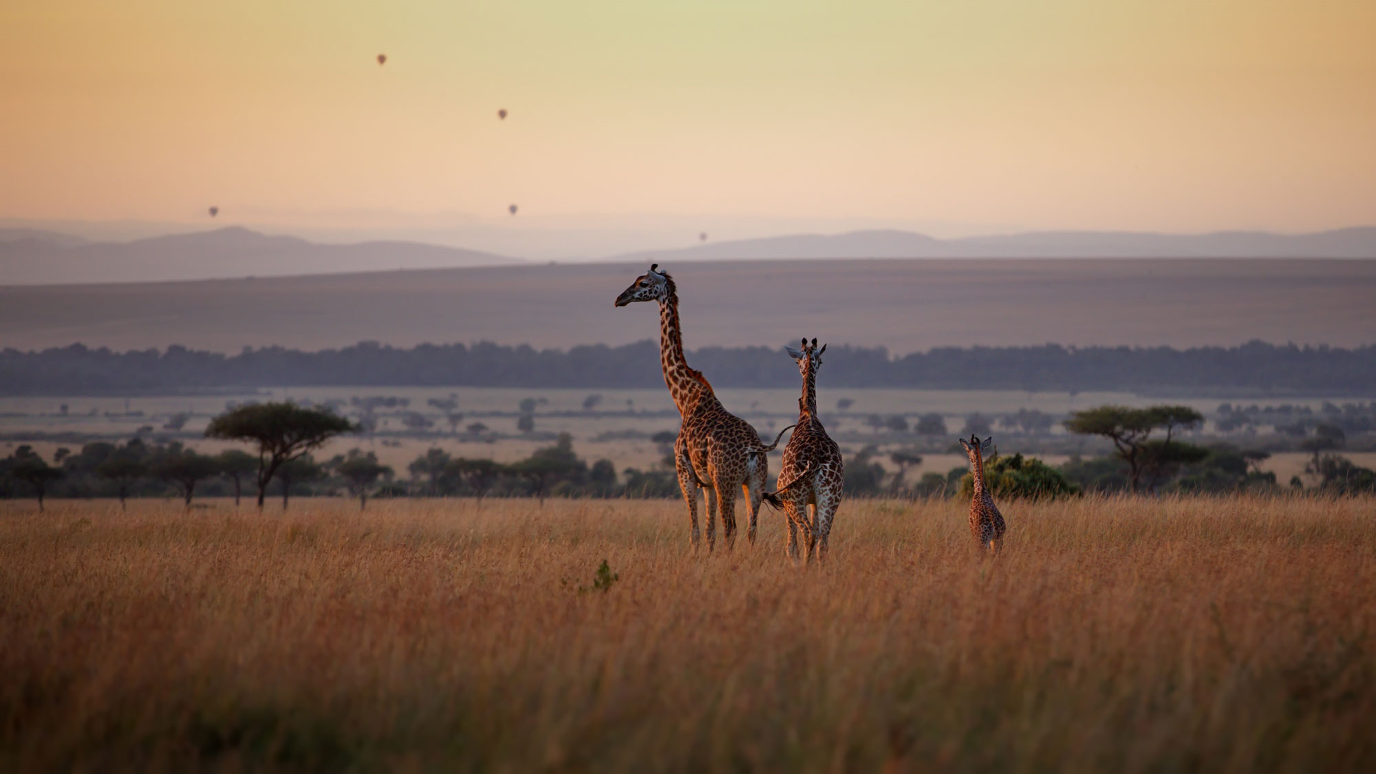 Giraffes across the Maasai Mara open savannah