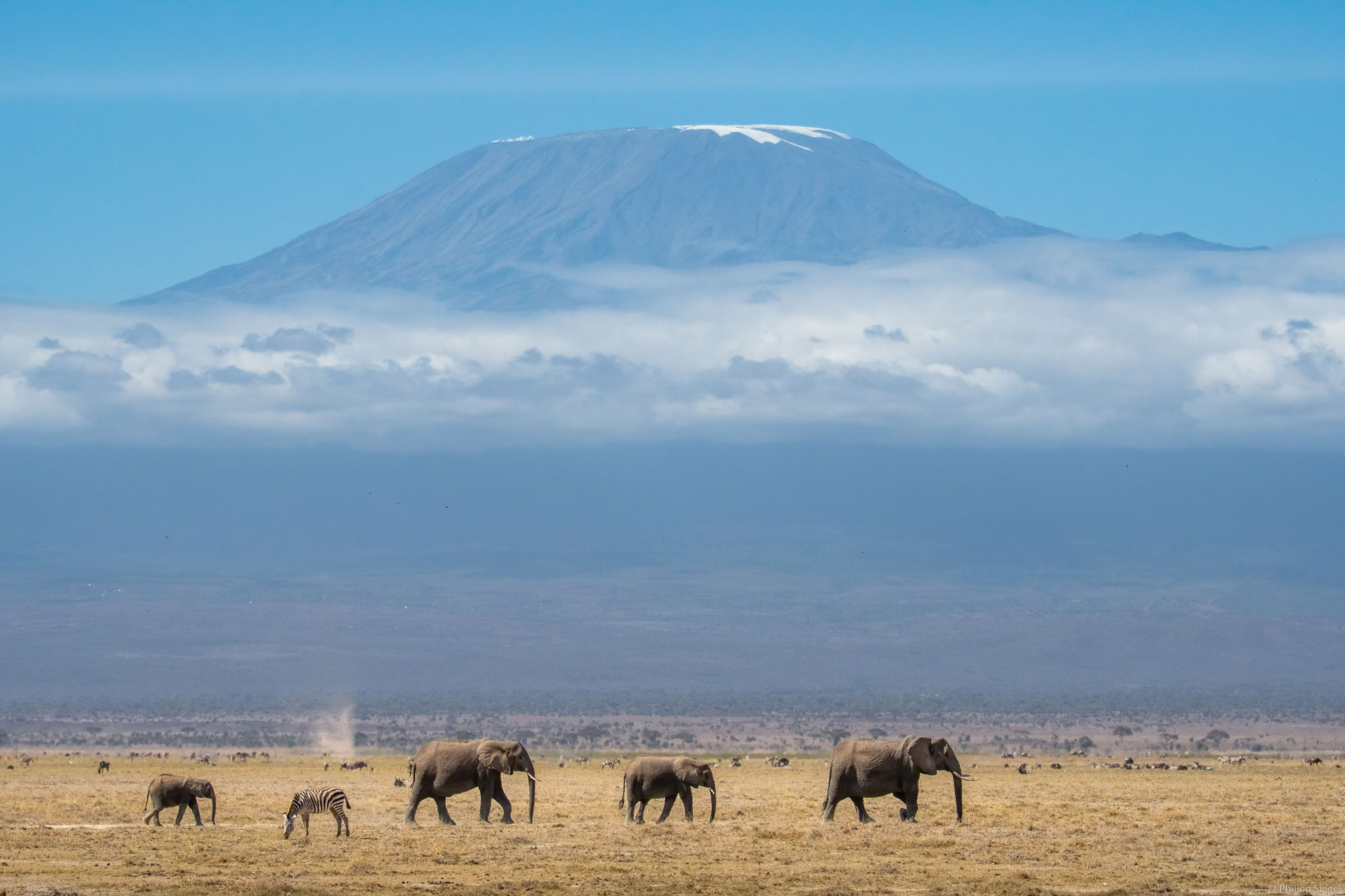 Group of majestic elephants strolling gracefully across East Africa