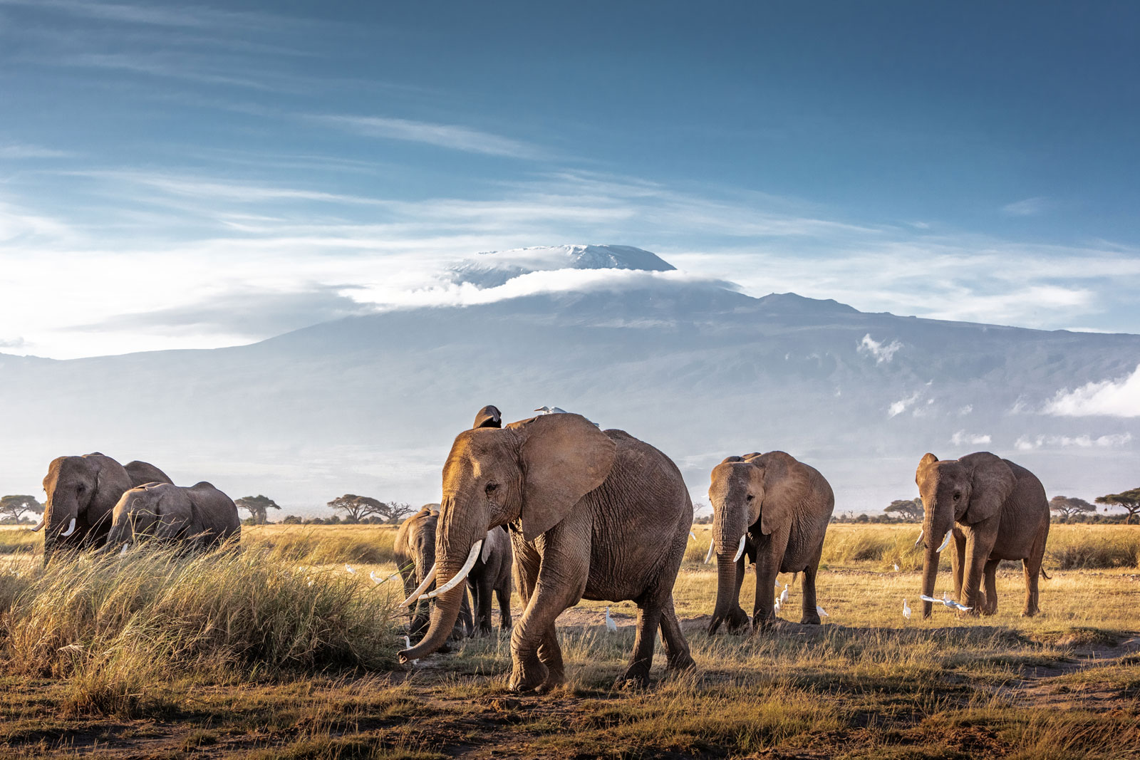 Three giraffes with Mount Kilimanjaro in the background in Kenya