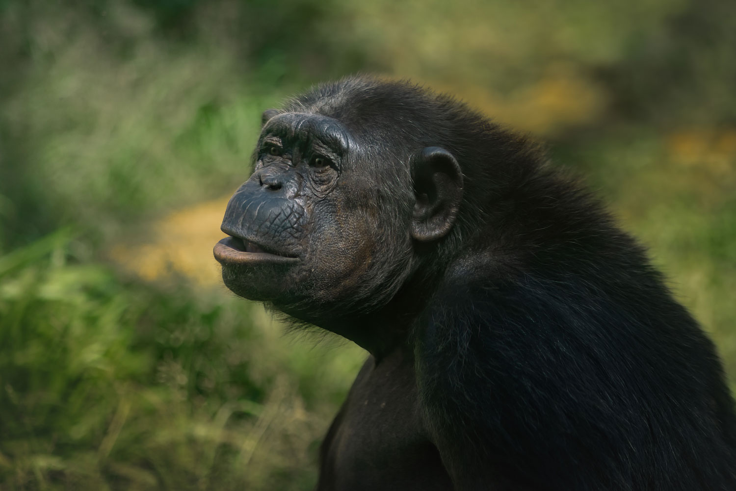 Chimpanzee tracking in Nyungwe Forest canopy