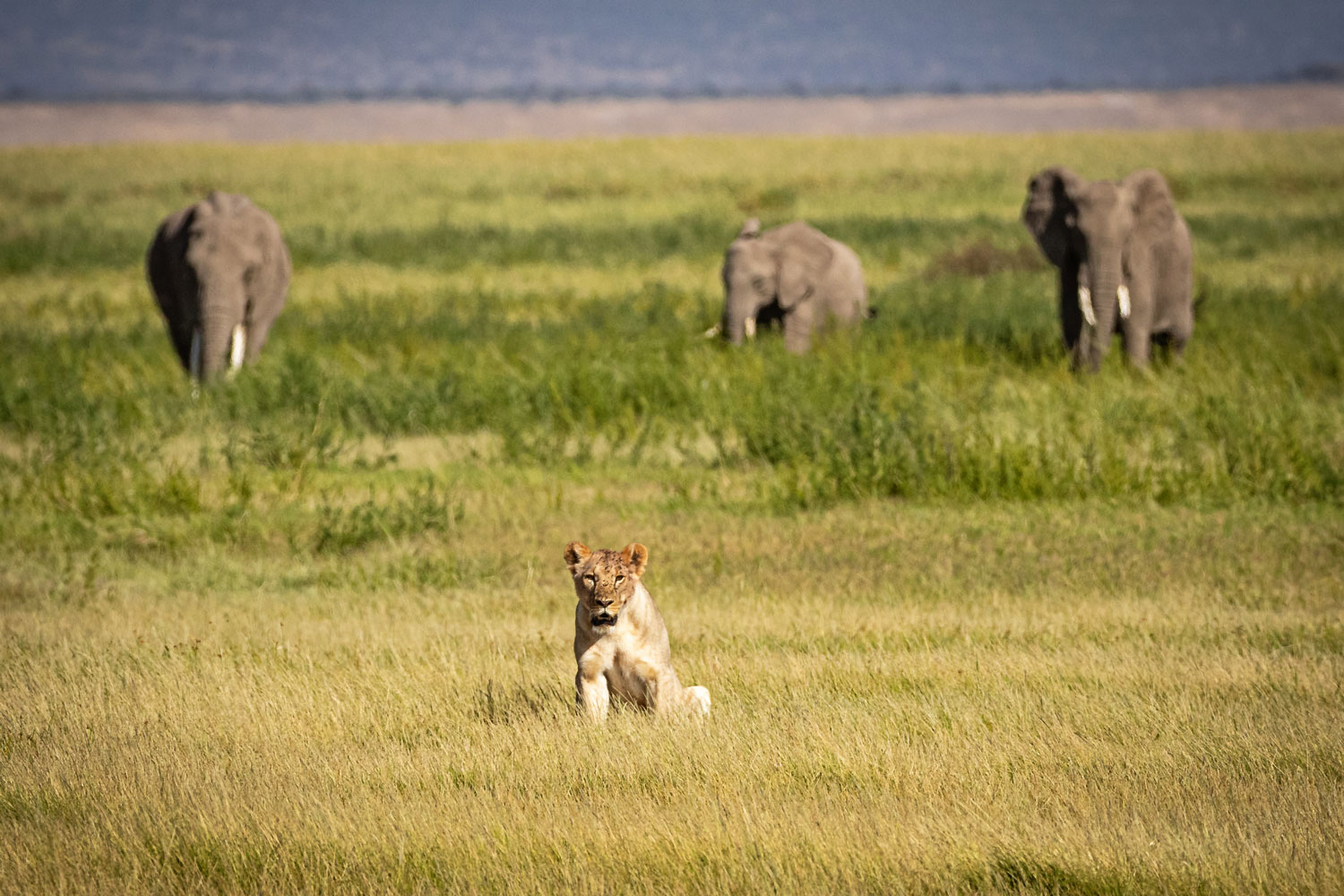 Big cat tracking and lions in Maasai Mara