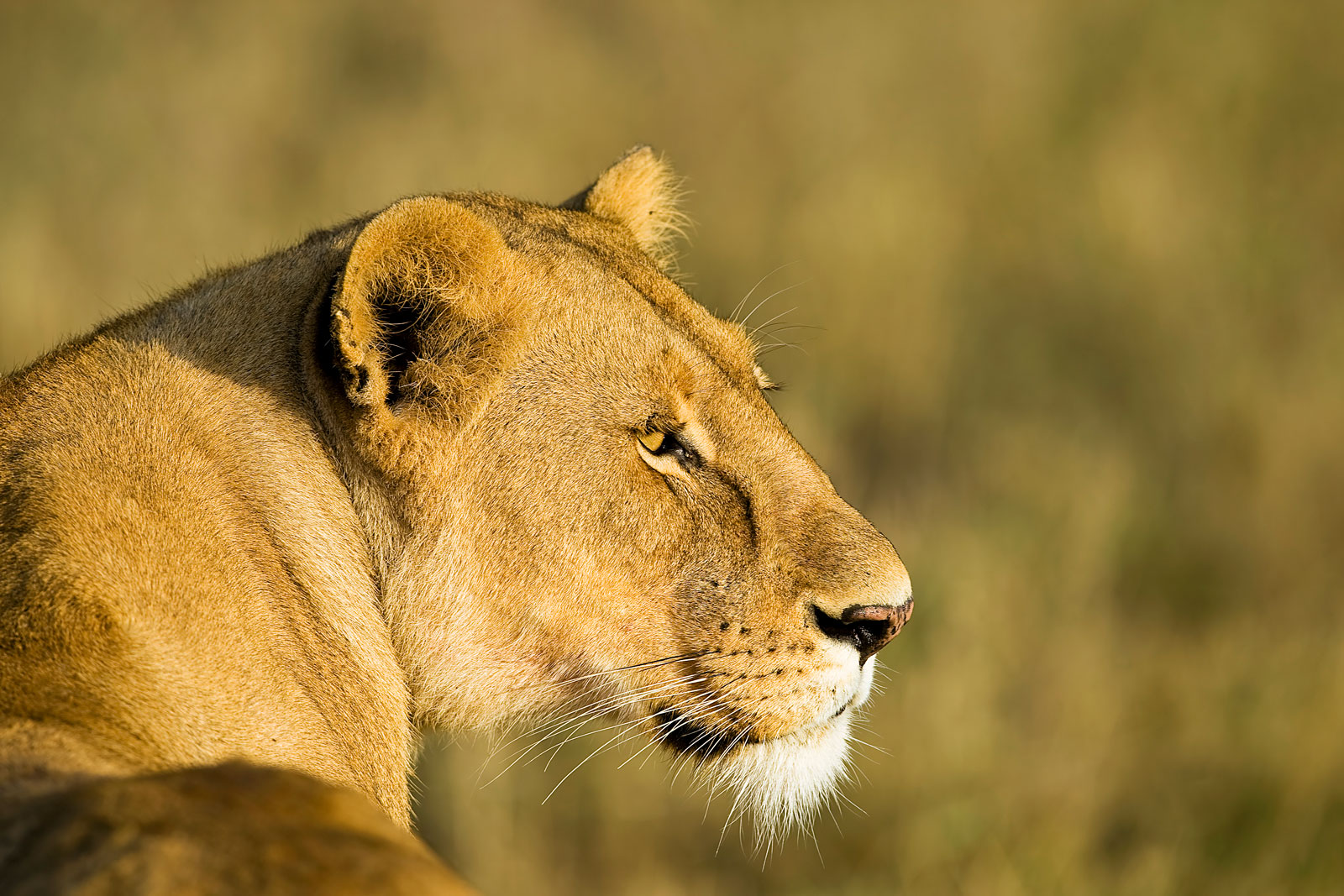 Lioness profile in natural light