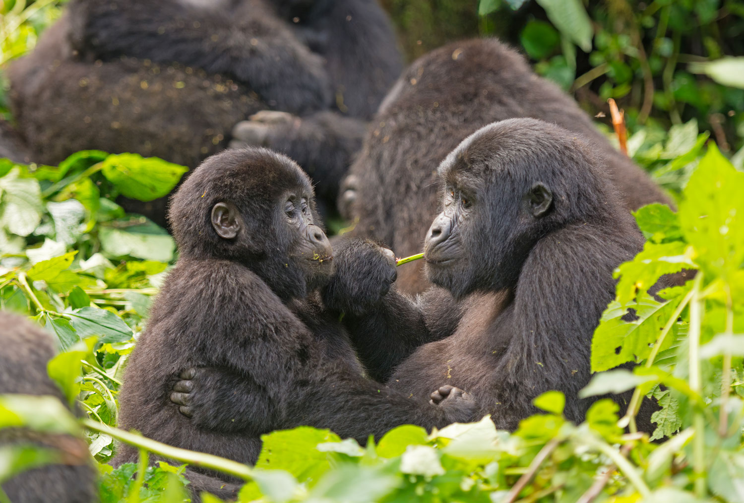Mother and baby gorilla feeding in Volcanoes National Park Rwanda