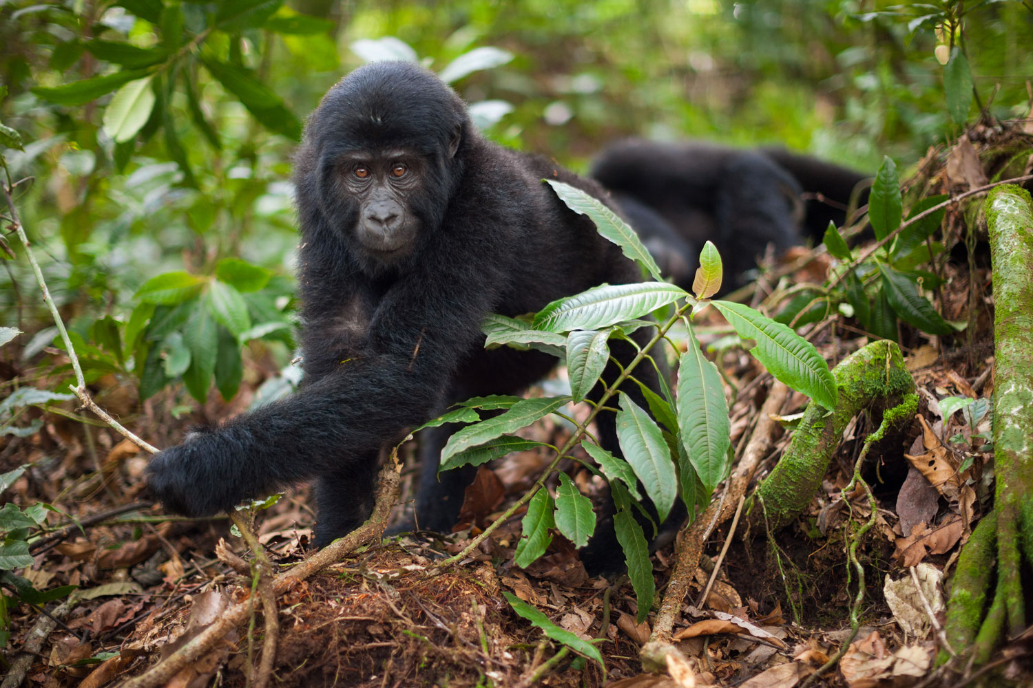 Mountain gorilla juvenile in Volcanoes National Park