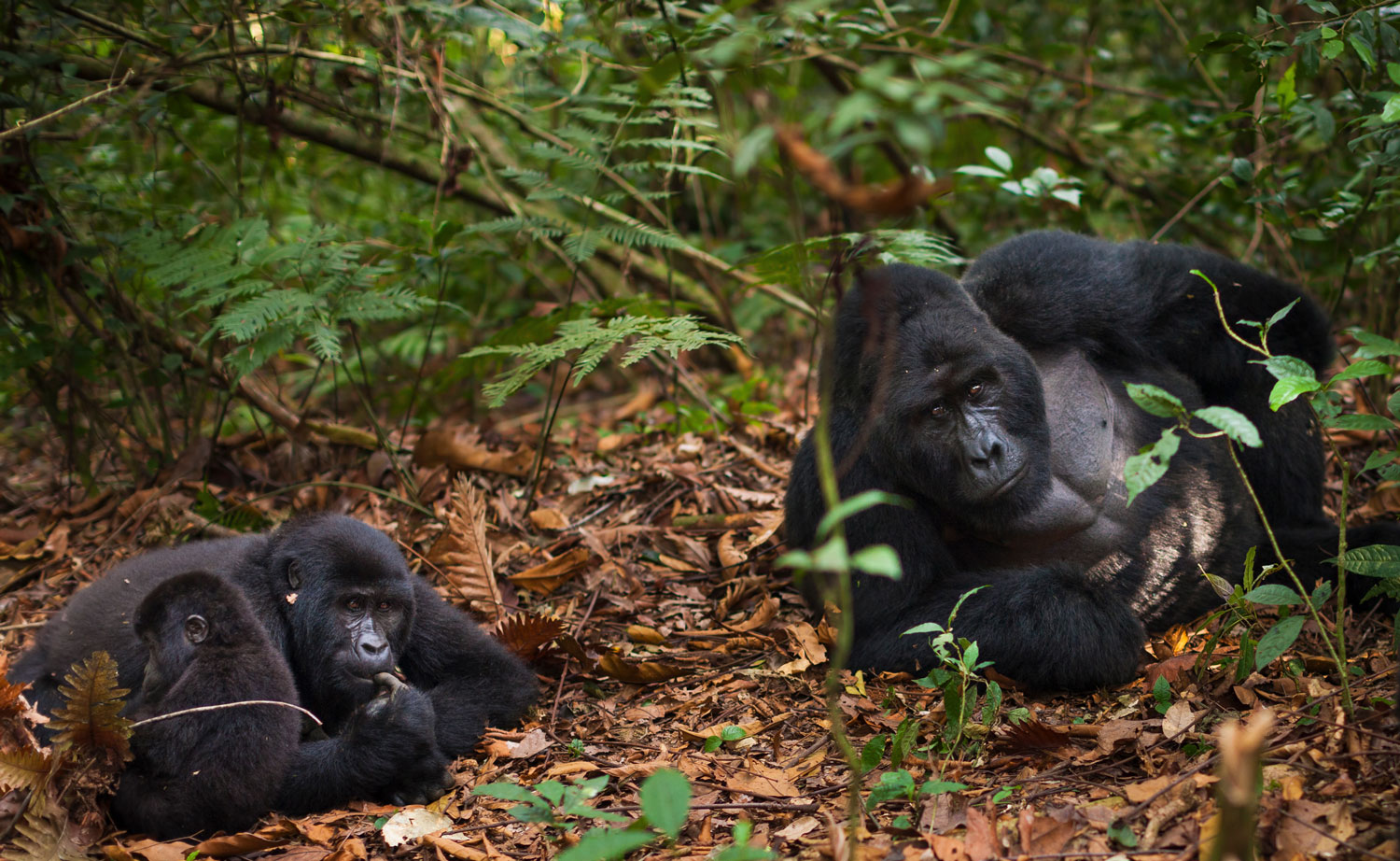 Mountain Gorillas and juvenile in Volcanoes National Park Rwanda