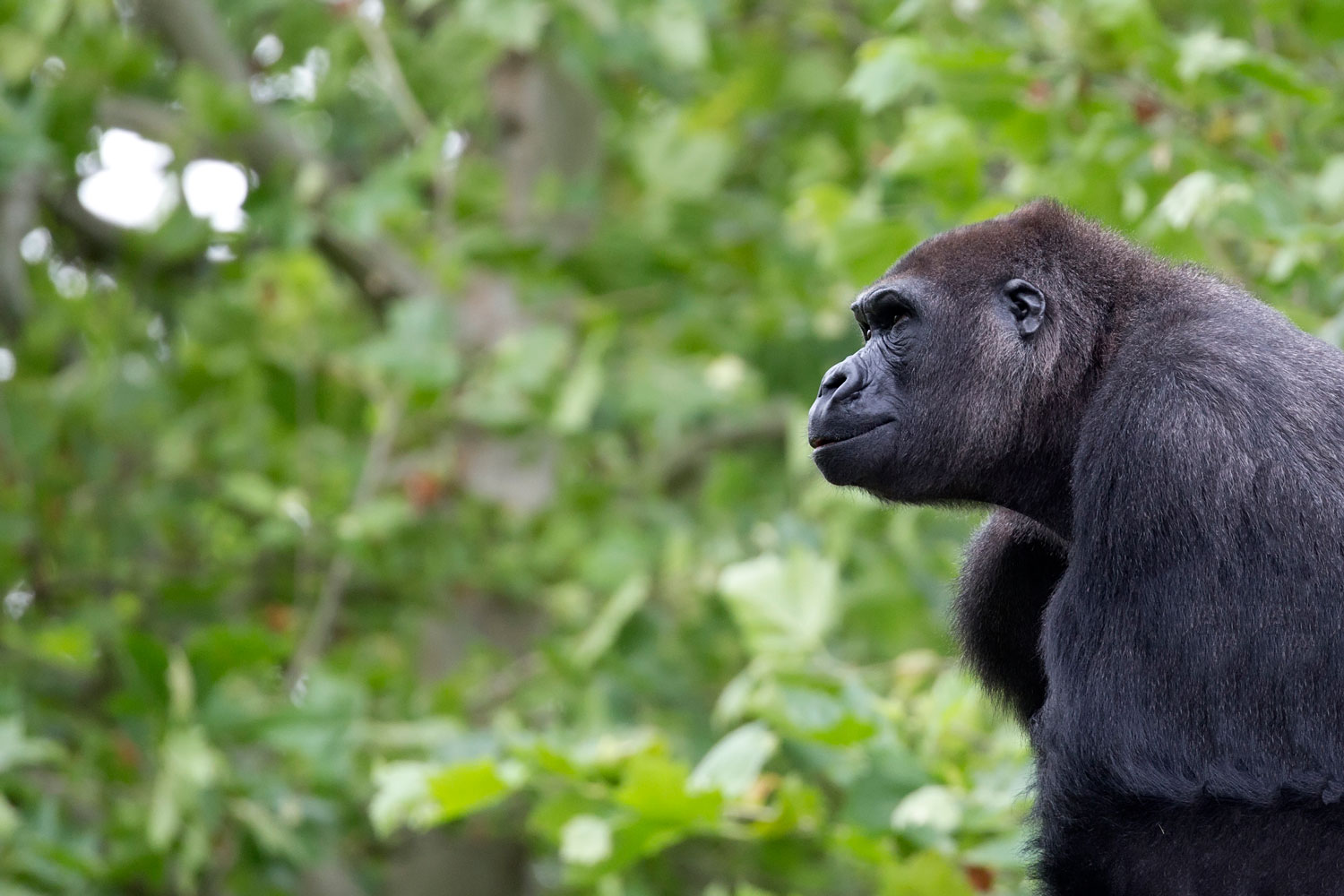 Peaceful gorilla in natural habitat with green foliage
