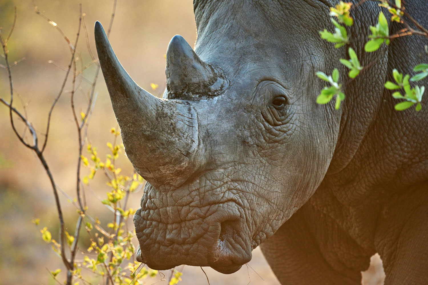 Rhino conservation and wildlife in Laikipia conservancy