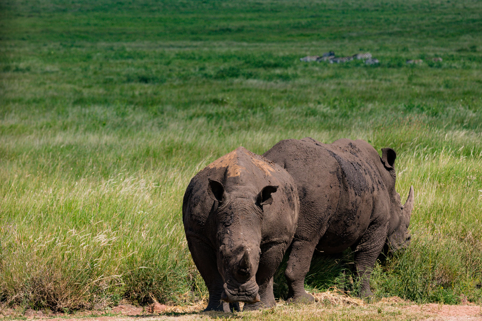 Rhino in Laikipia and East Africa wildlife sanctuaries