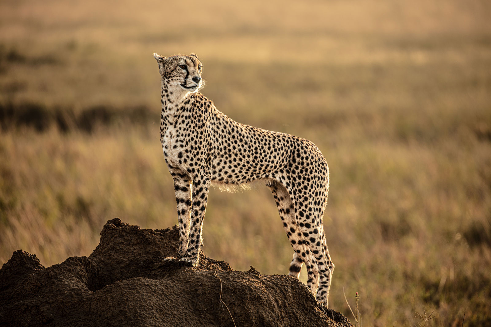 Cheetah on the lookout across the open plains in Maasai Mara