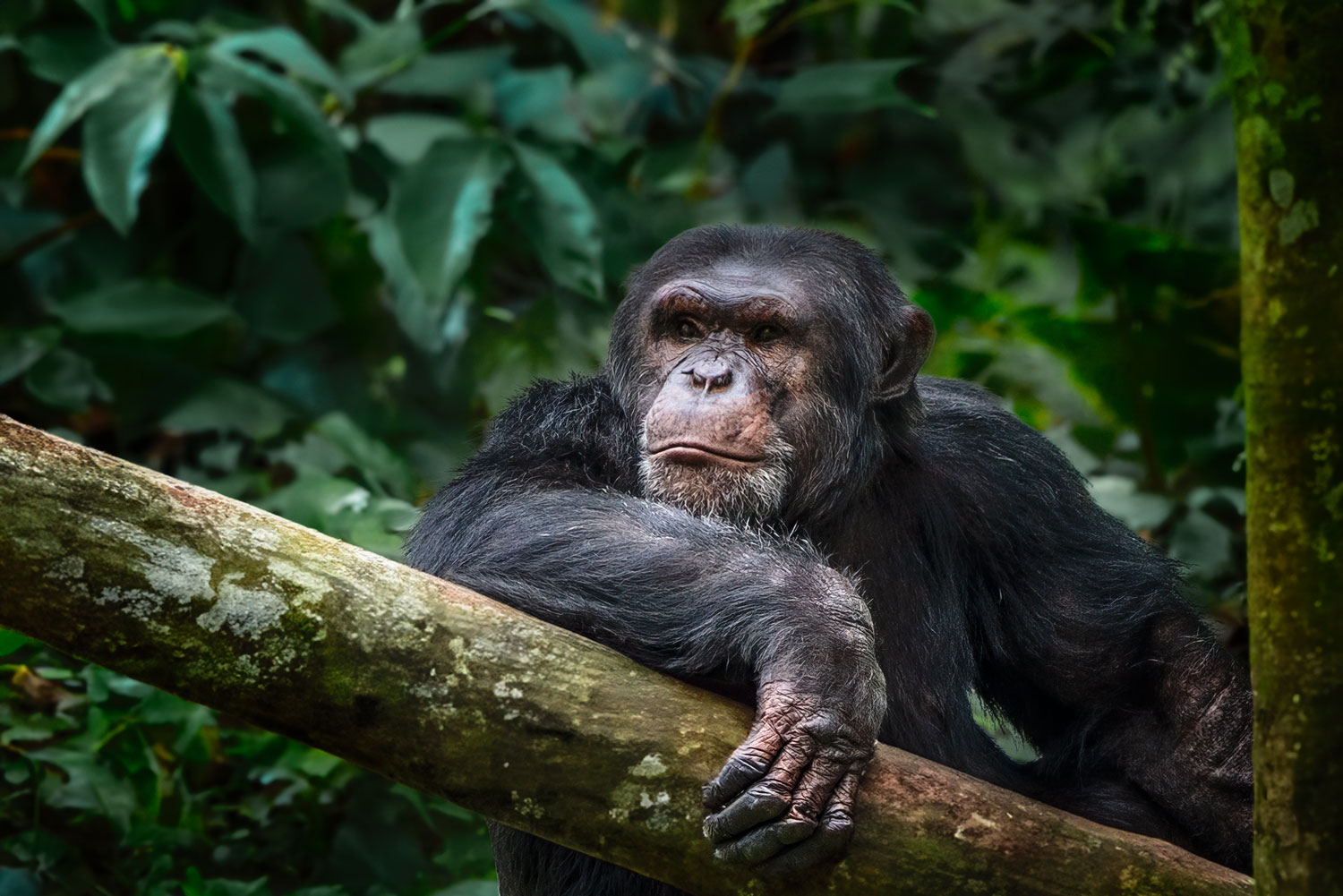 Chimpanzee relaxing in Nyungwe Forest canopy Rwanda