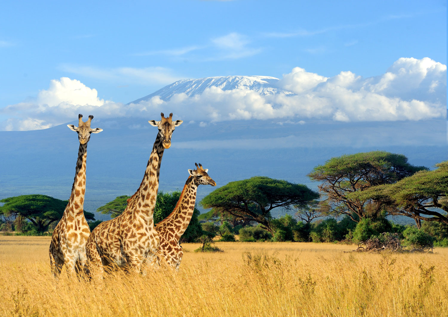 Giraffes in northern Tanzania savannah