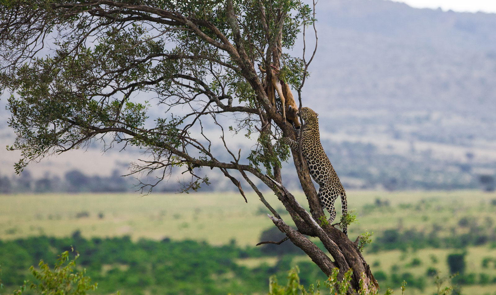Wild leopard on a tree branch with prey in golden light