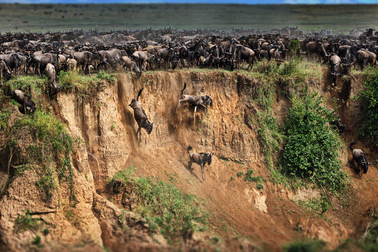 Great Migration herds in open Tanzania savannah