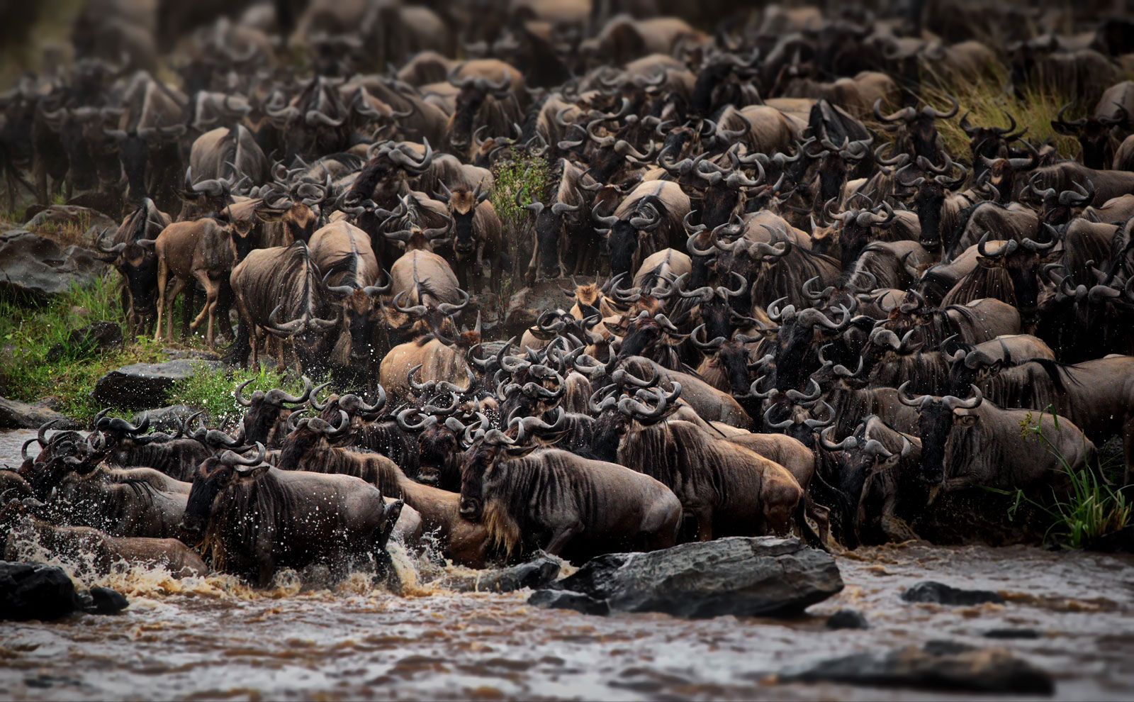 Vast wildebeest herd during the Great Migration in Serengeti