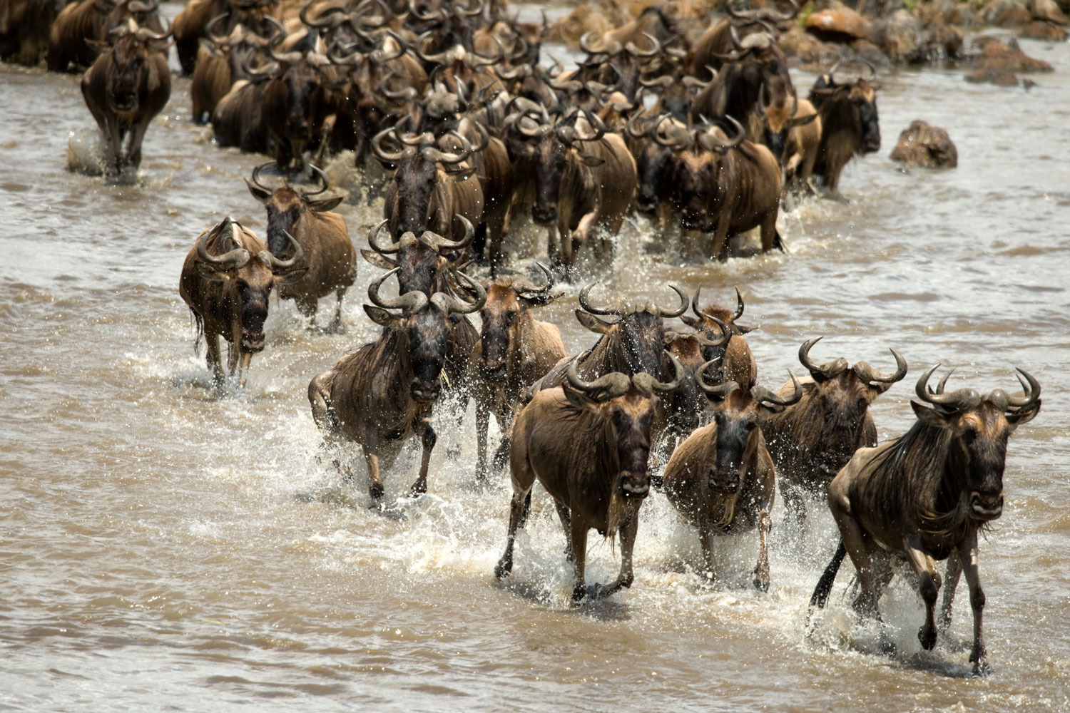 Wildebeest crossing Mara River in northern Serengeti