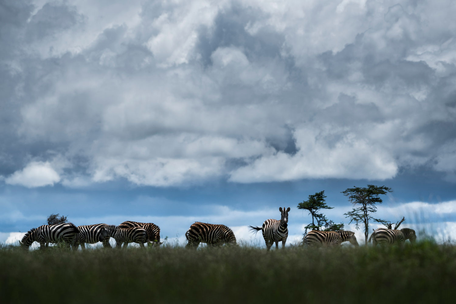 Zebra at El Karama Ranch in Laikipia wilderness