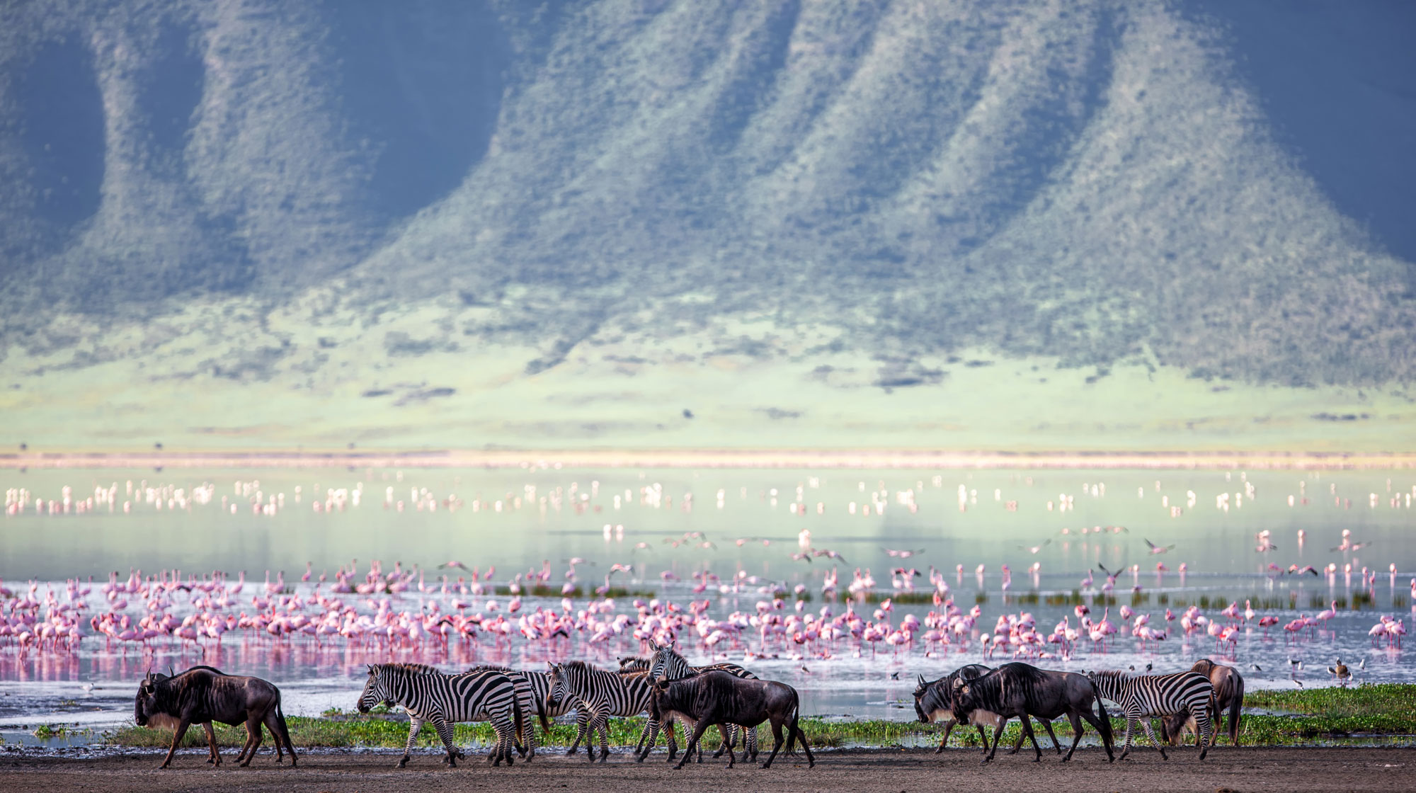 Zebras and wildlife grazing on the crater rim approach