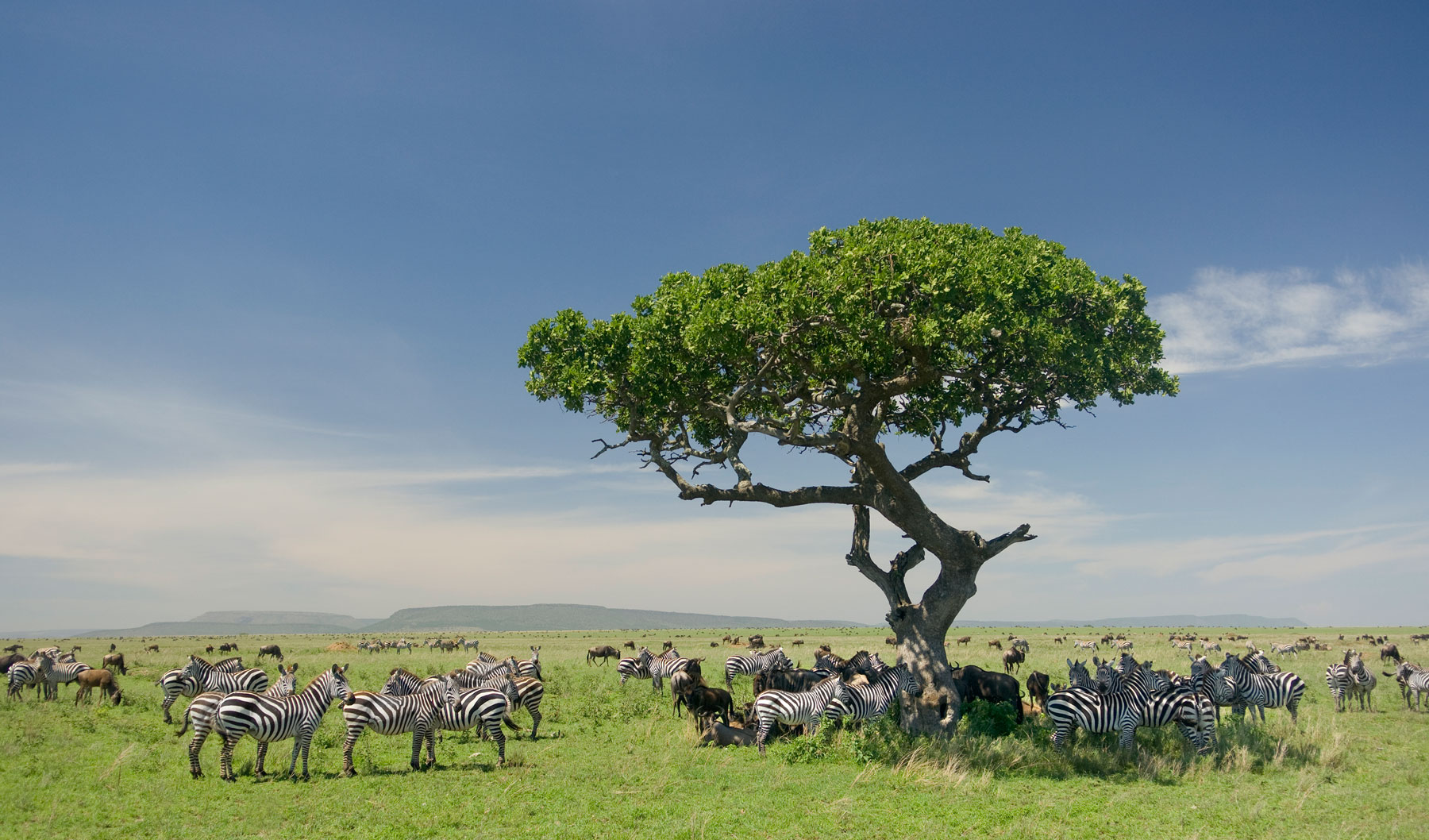 Zebras grazing under acacia trees in Serengeti rangelands
